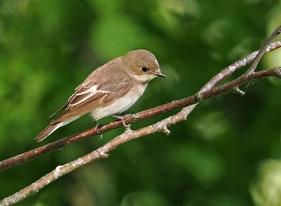 Pied Flycatcher