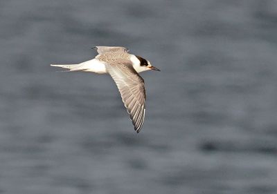 Arctic Tern