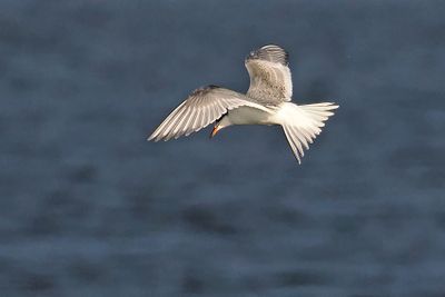 Arctic Tern