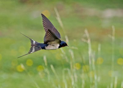 Barn Swallow