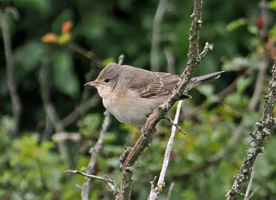 Barred Warbler
