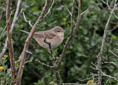 Barred Warbler