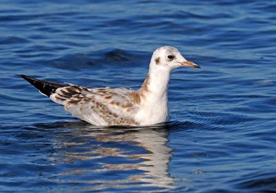 Black-headed Gull