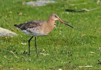 Black-tailed Godwit