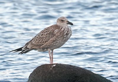 Caspian Gull