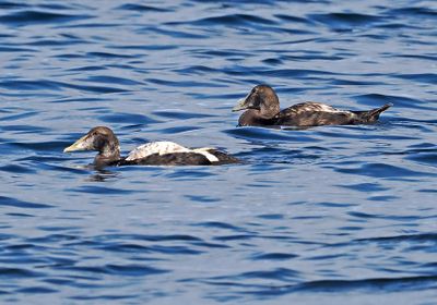 Common Eider
