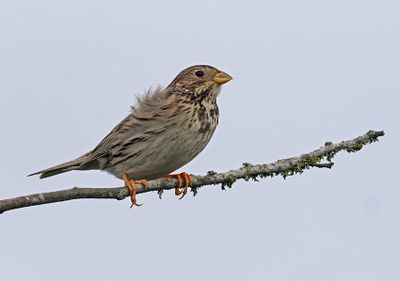 Corn Bunting