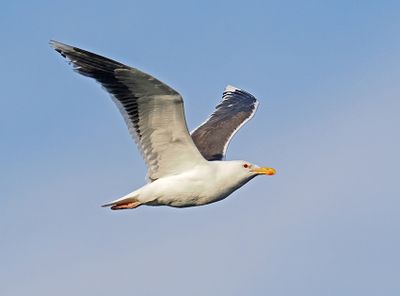 Great Black-backed Gull