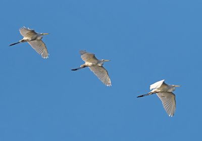 Great Egret