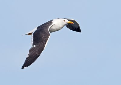 Lesser Black-backed Gull