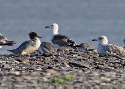 Lesser Black-backed Gull