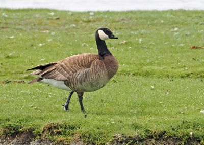 Lesser Canada Goose