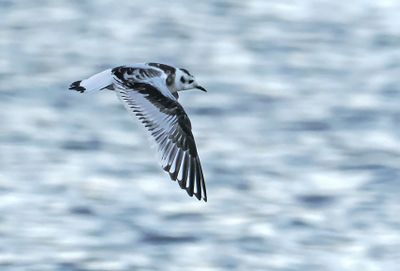 Little Gull