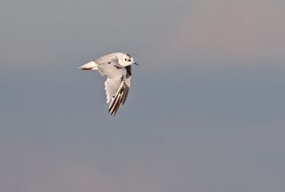 Little Gull