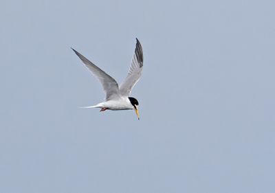 Little Tern