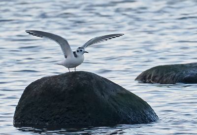 Little Gull