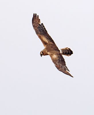 Montague's Harrier