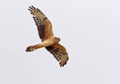 Montague's Harrier