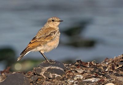 Northern Wheatear