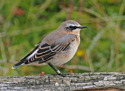 Northern Wheatear