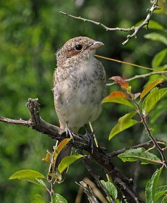 Red-backed Shrike
