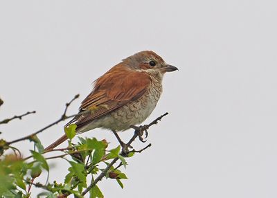 Red-backed Shrike