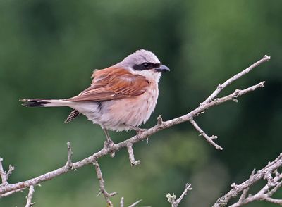 Red-backed Shrike