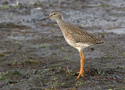 Redshank