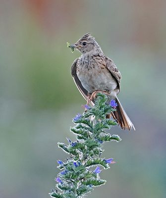 Skylark