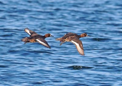 Tufted Duck