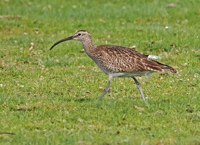 Whimbrel