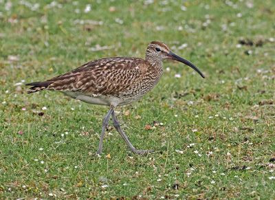 Whimbrel