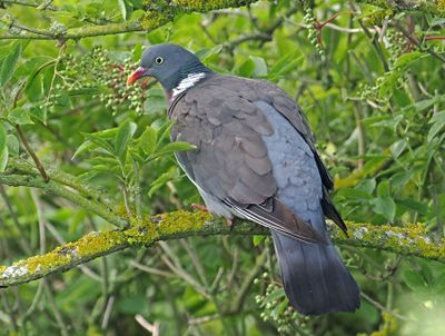 Wood Pigeon