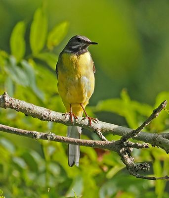 Gray Wagtail