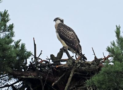 Osprey
