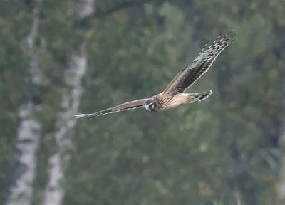 Hen Harrier