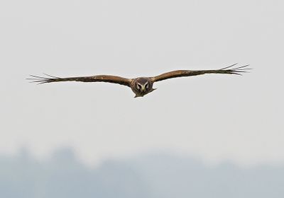 Hen Harrier