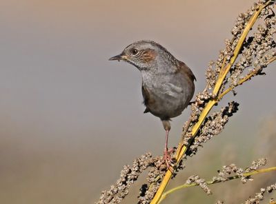 Dunnock