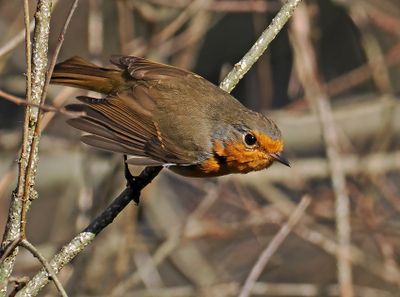 European Robin