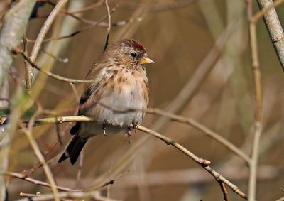 Lesser Redpoll