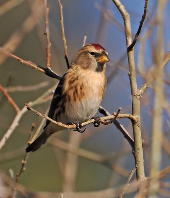 Lesser Redpoll