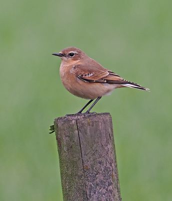 Northern Wheatear