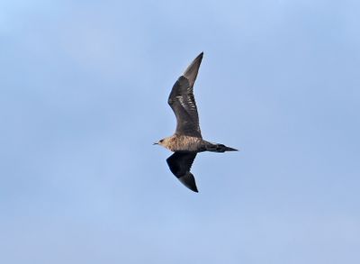 Arctic Skua