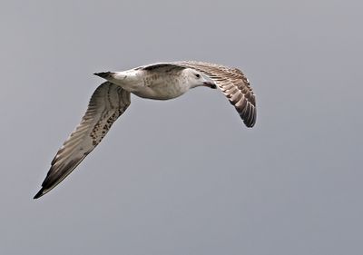 Caspian Gull
