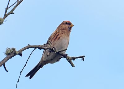 Lesser Redpoll
