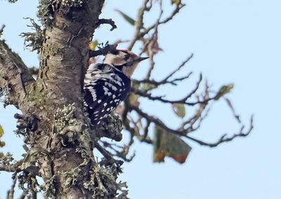Lesser Spotted Woodpecker