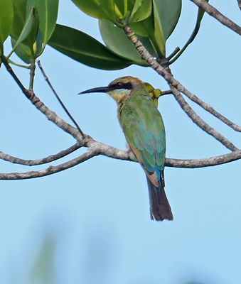 Rainbow Bee-eater