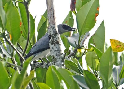 White-bellied Cuckoo-Shrike