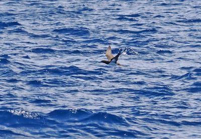 Brown Booby
