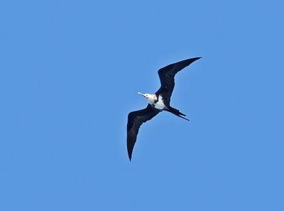 Lesser Frigatebird